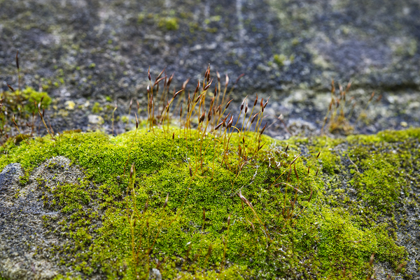 Ancient Wall With Moss Print