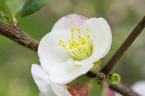 White and Pink Quince With Branch Print
