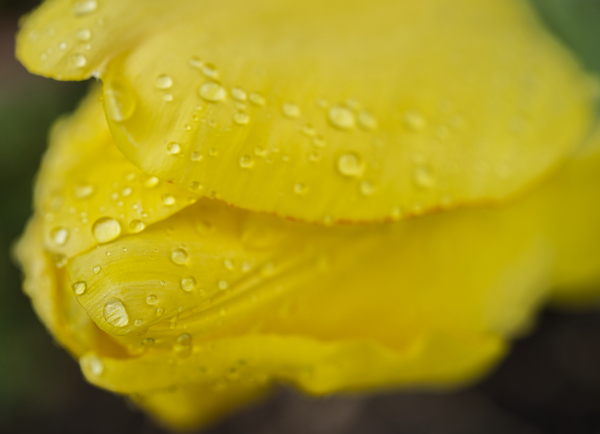 Yellow Tulip with Raindrops II Abstract  Print