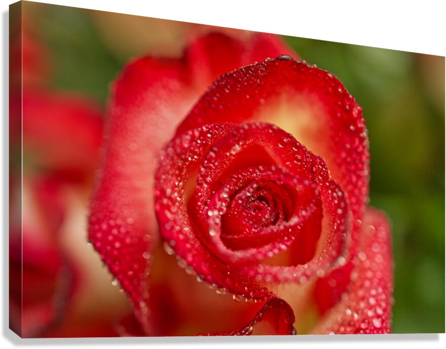 Red Blush Rose Macro III Canvas Print