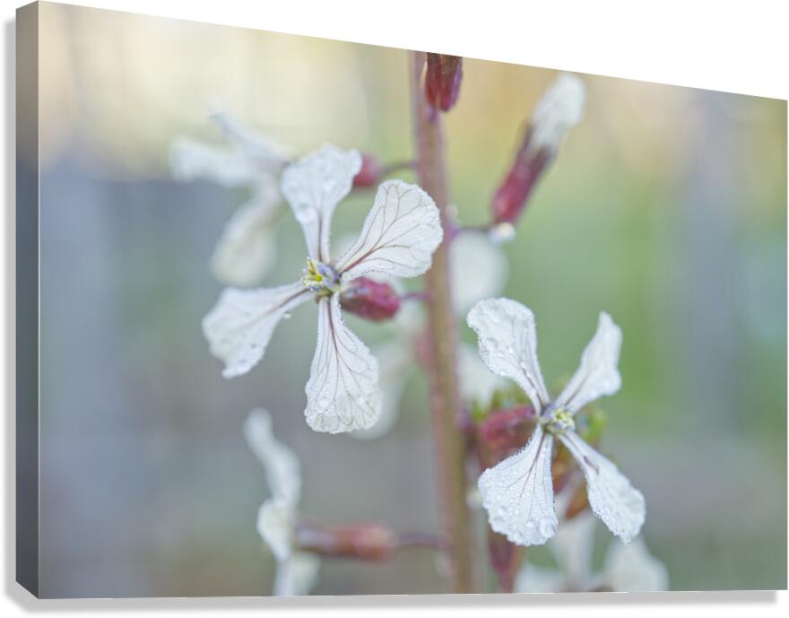 Arugula Flower Duo with Raindrops Canvas Print