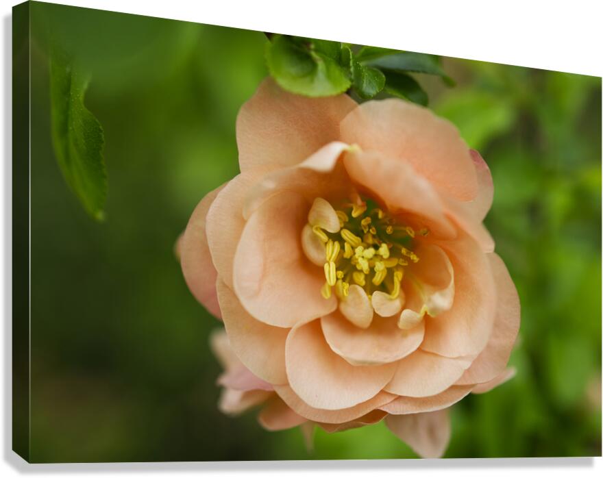  Peach Quince with  Leaves Flower Macro  Canvas Print