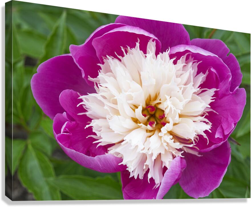 Sorbet Pink and Creme Peonie Flower Canvas Print
