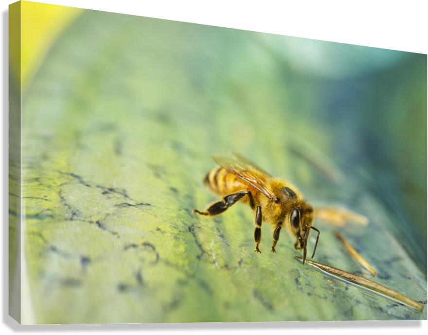 Honeybee Drinking III Canvas Print
