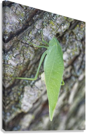 Greater Angle-wing  Canvas Print
