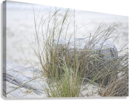 Beach Grass Canvas Print
