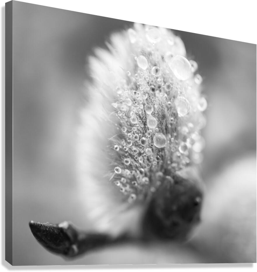 Pussy WIllow Flower With Droplets B&W Canvas Print
