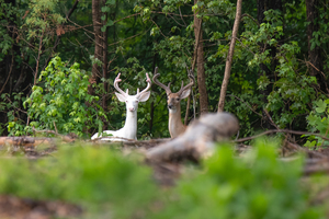 Albino Deer in White Velvet