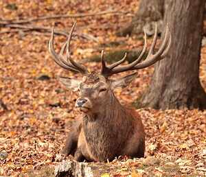 Wapiti 2