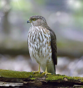 Epervier de Cooper16