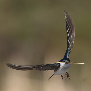 Hirondelles bicolores11