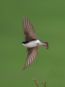 Hirondelles bicolores16