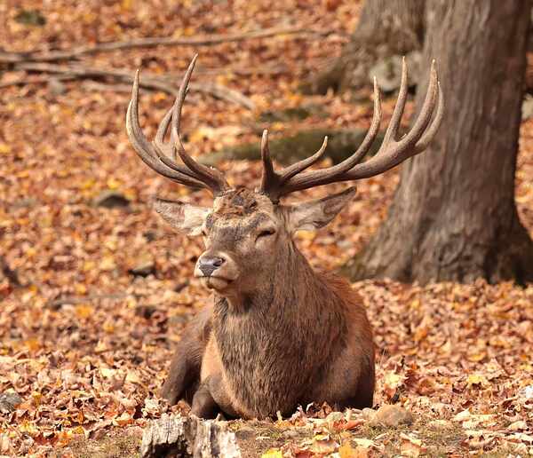 Wapiti 2 Print