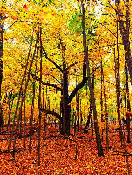 Foret1 Print