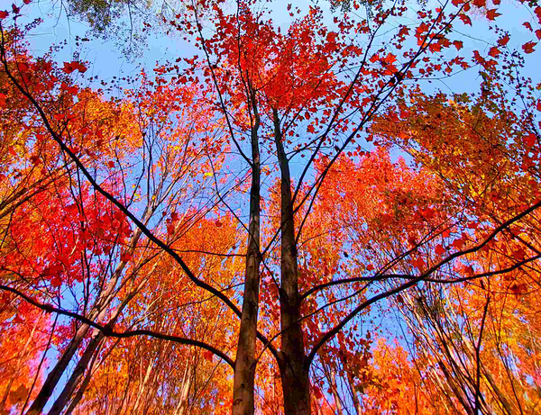 Foret2 Print