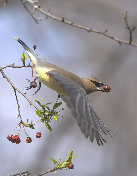 Jaseur Boreal10 Print