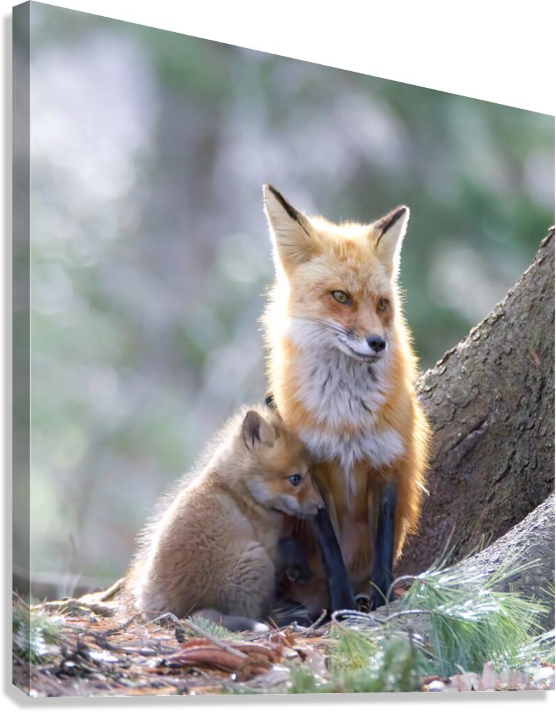 Renard11 Canvas Print