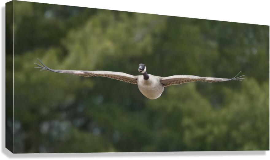 Outarde 1 Canvas Print