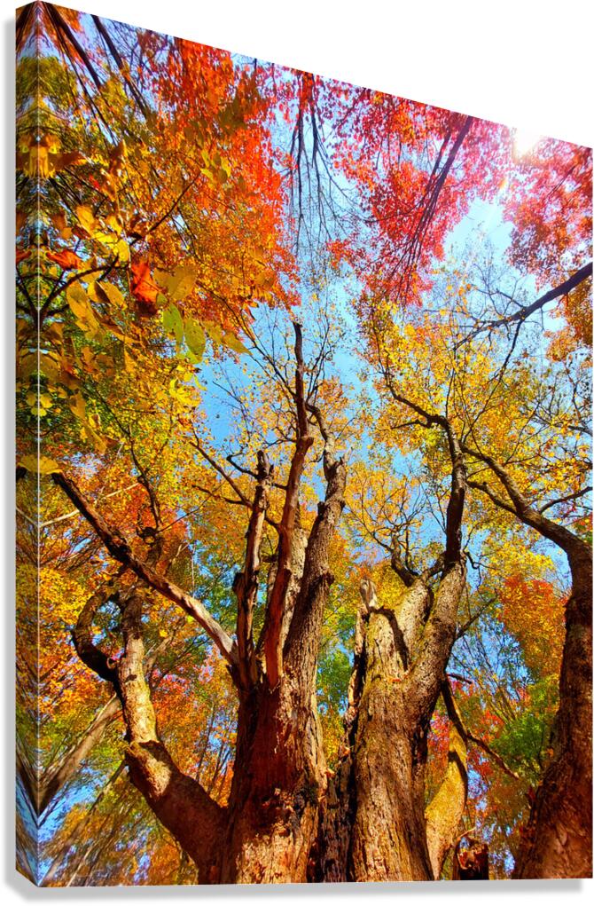 Foret3 Canvas Print