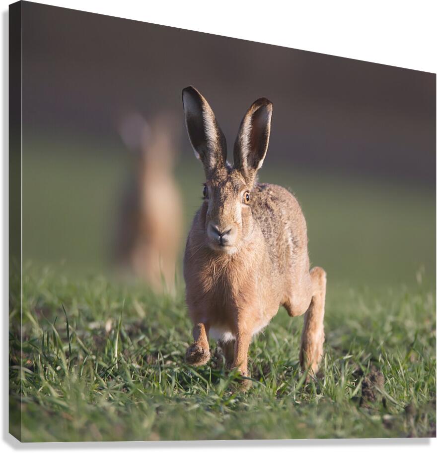Lievre1 Canvas Print