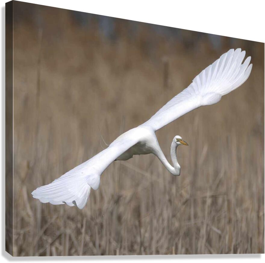 Heronblanc3 Canvas Print