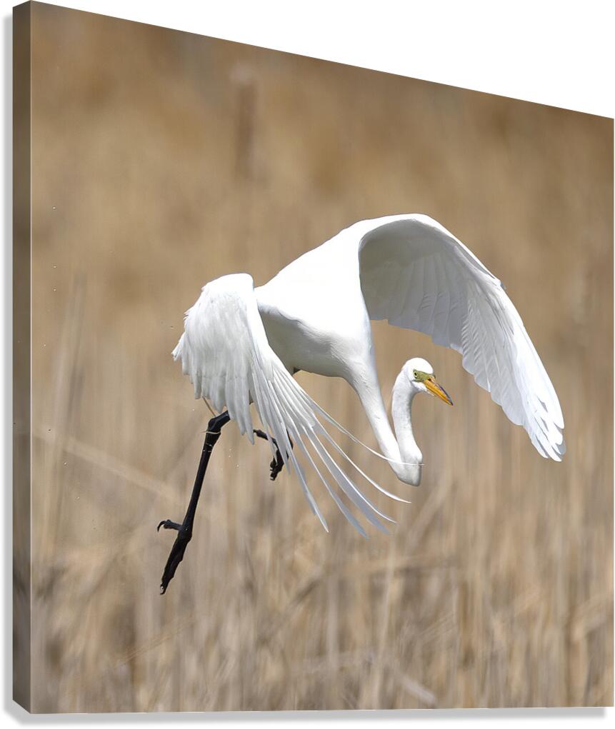 Heronblanc1 Canvas Print