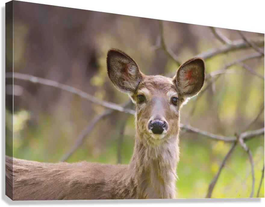 Biche3 Canvas Print