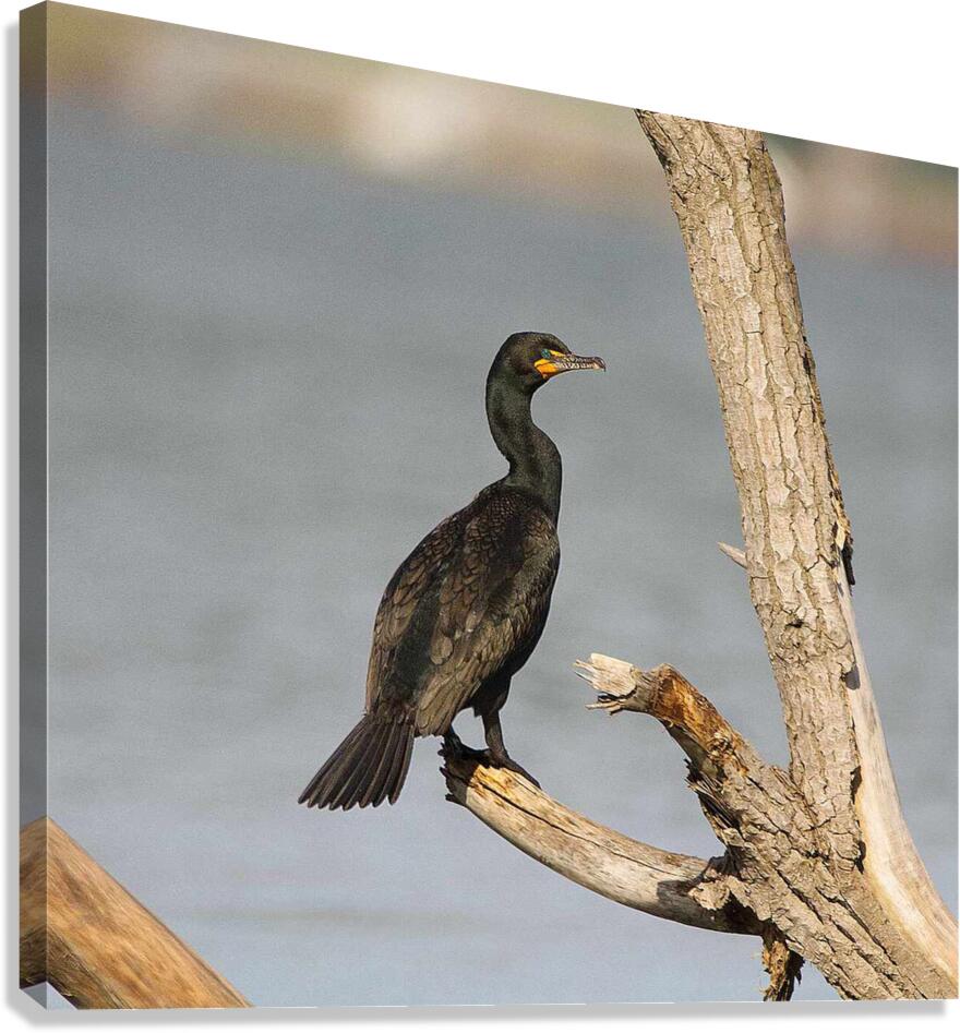 Cormoran4 Canvas Print