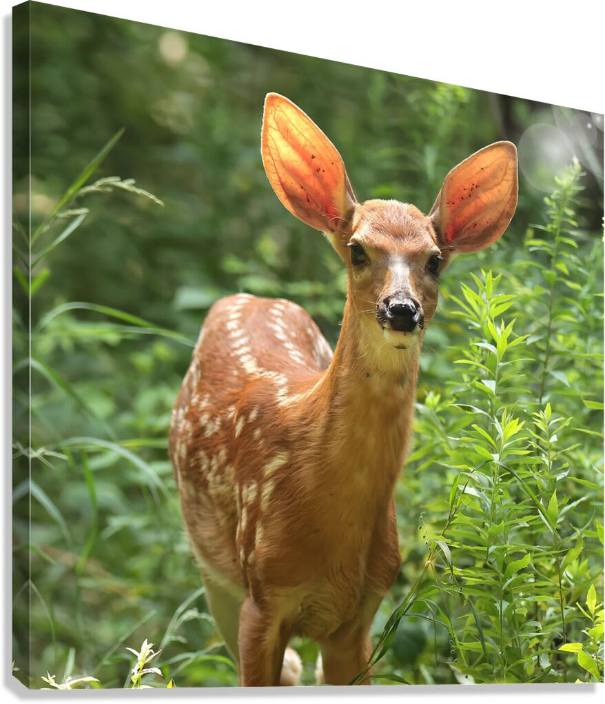 Faon biche 2 Canvas Print