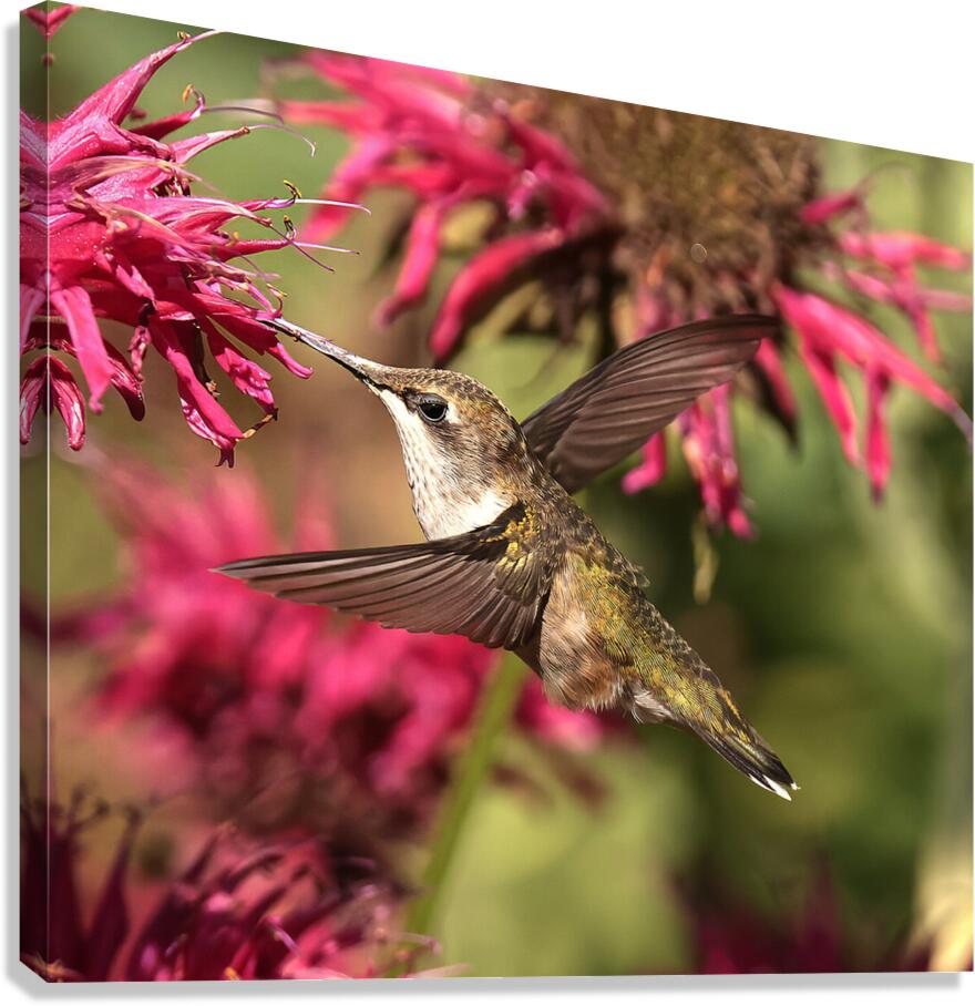 Colibris 1 Canvas Print