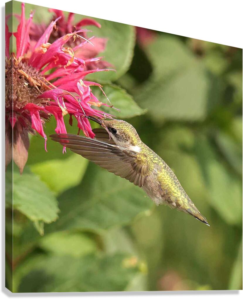 Colibris 2 Canvas Print
