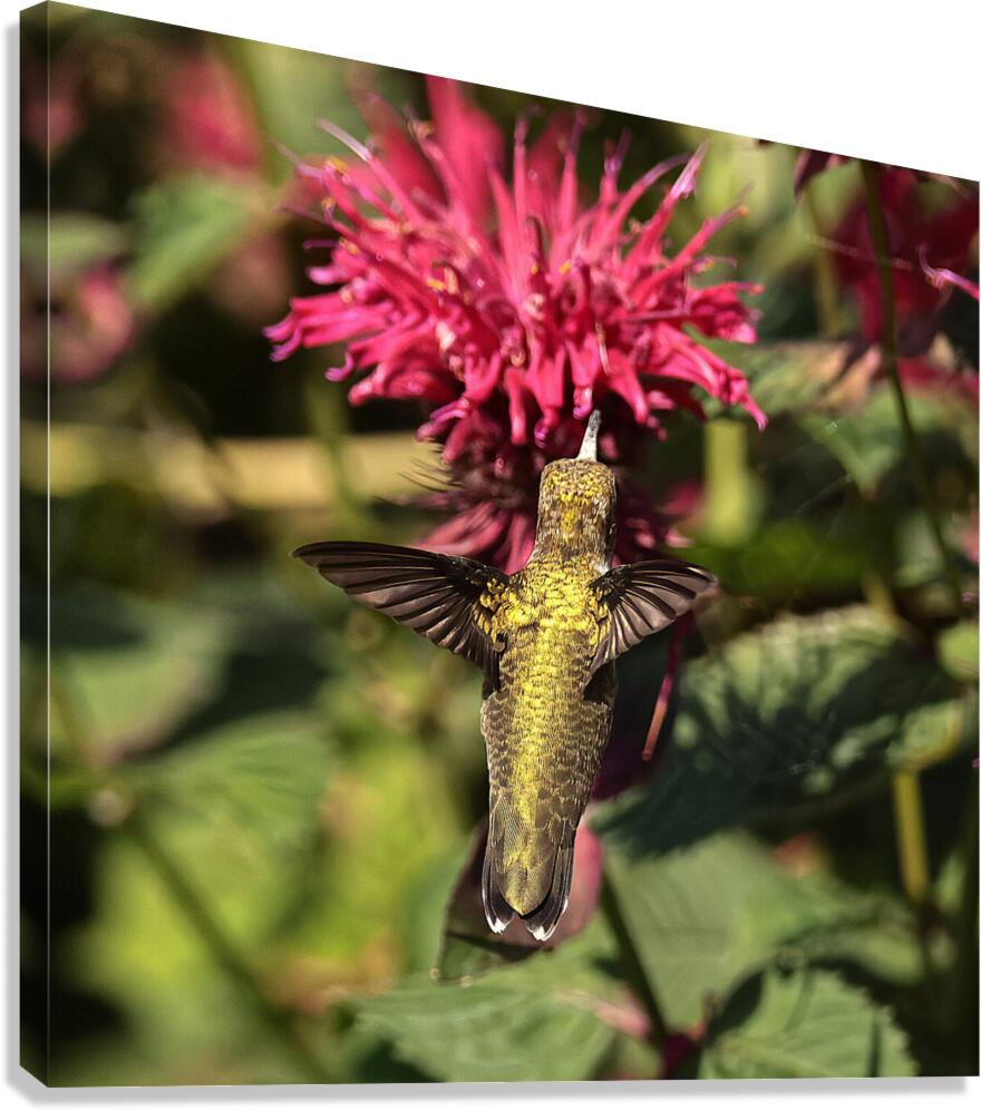 Colibris 3 Canvas Print