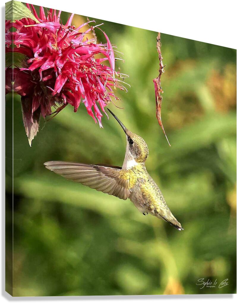 Colibris 5 Canvas Print