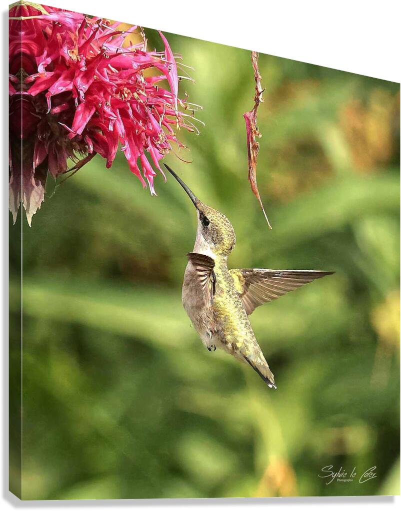 Colibris 7 Canvas Print