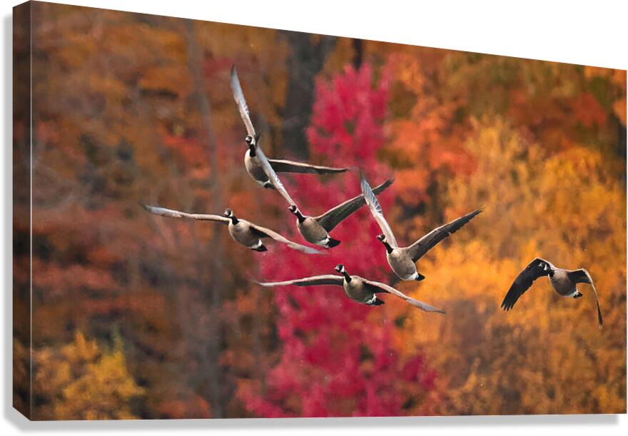 Outarde 5 Canvas Print