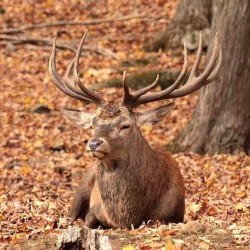 Wapiti 2