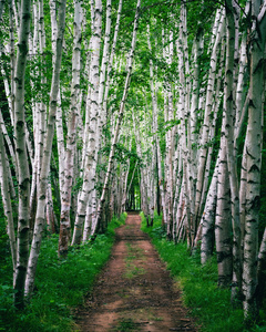 Birch Path 