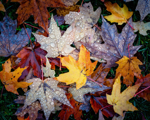 Fallen Leaves