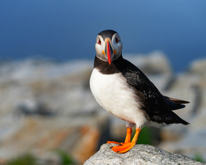 Puffin Perch