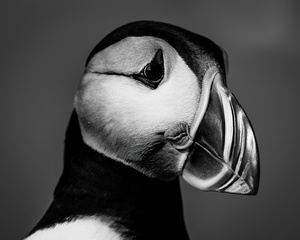 The Dark Puffin