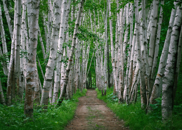 Birch Forest Print
