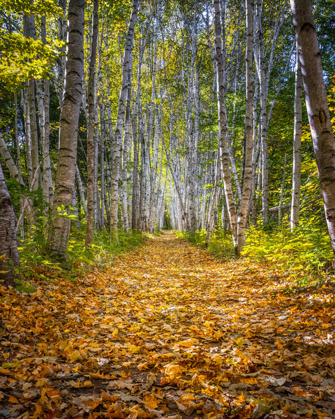 Birch Path Autumn Print
