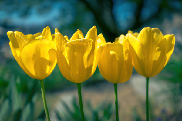 Four Tulips Print