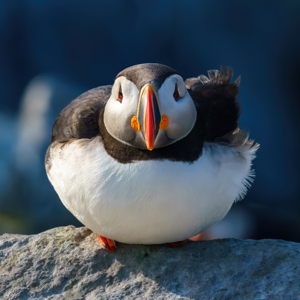 Ruffled Puffin Print