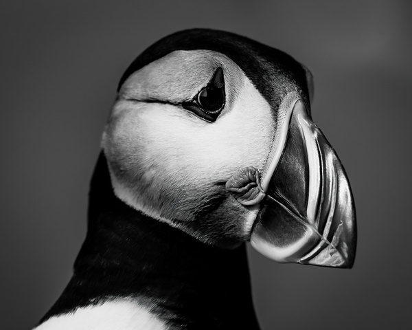 The Dark Puffin Print
