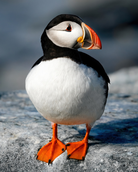 The Round Puffin Print