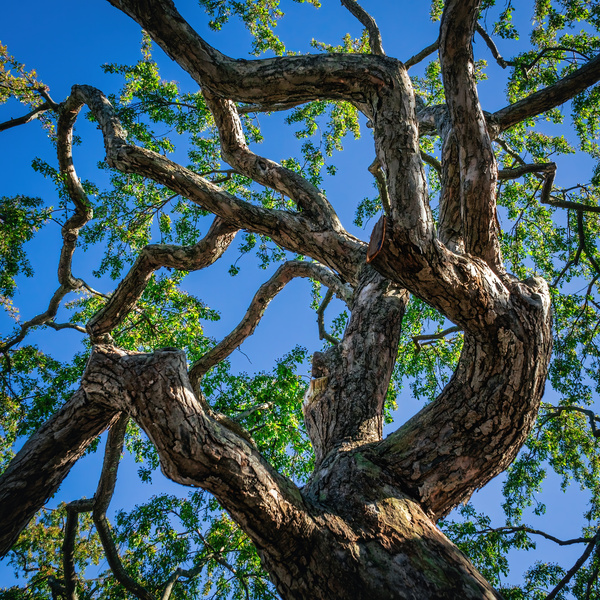 Twisted Branches Print
