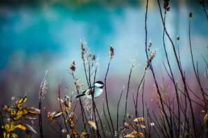 Chickadee