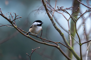 Chickadee 2