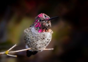 Hummingbird 2